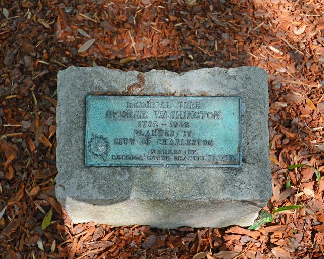 George Washington Memorial Tree — photo 3