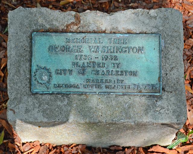 George Washington Memorial Tree — photo 4