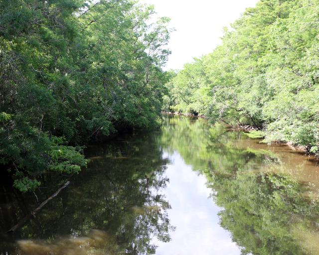 Wambaw Creek — photo 3