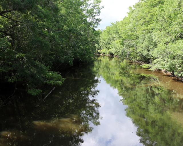 Wambaw Creek — photo 4